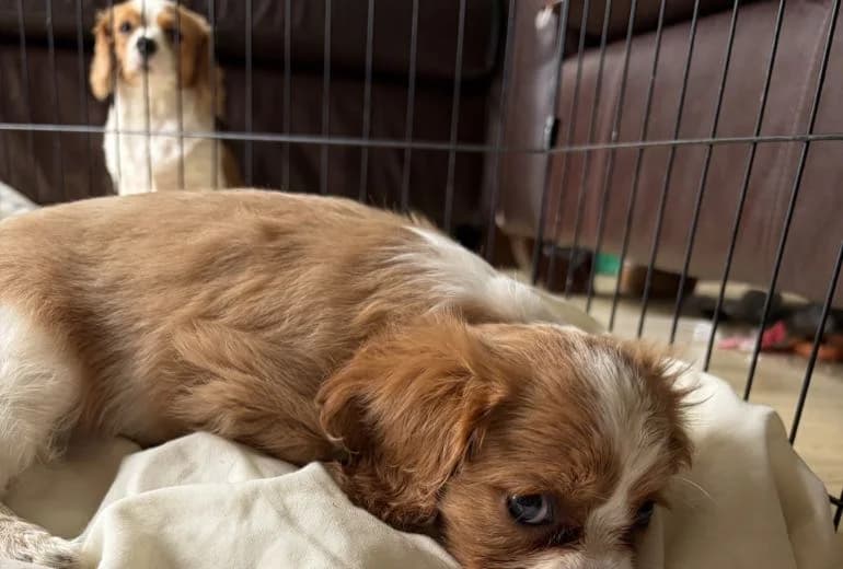 Cavalier King Charles Spaniel — Schitterende King Charles Spaniel dekreu met stamboom