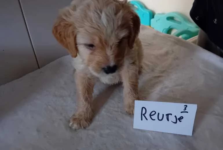 Labradoodle — labradoodles puppy,s