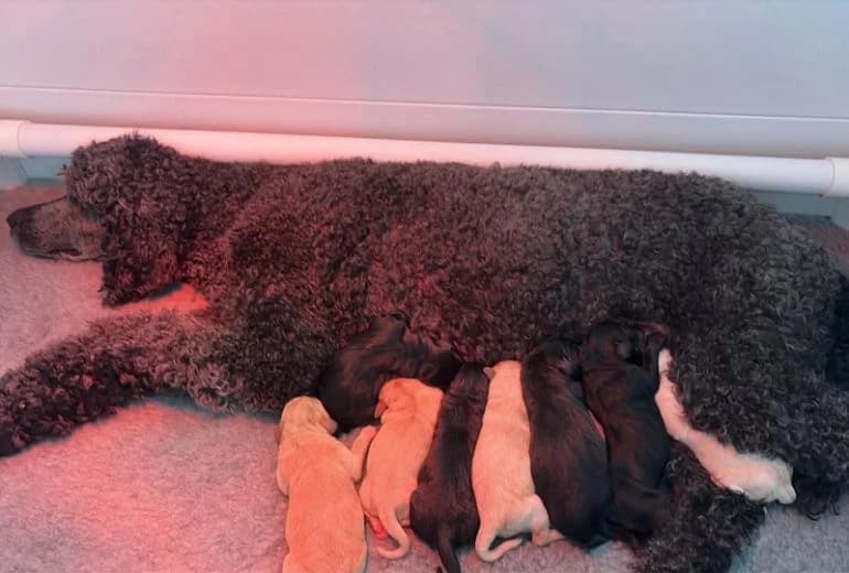 Labradoodle — Lieve labradoodle pups