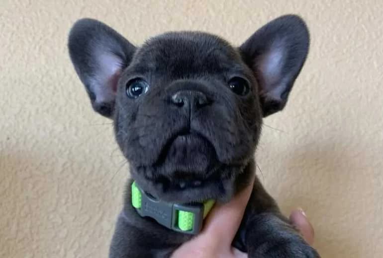 Franse Bulldog — Franse Bulldog-puppy's