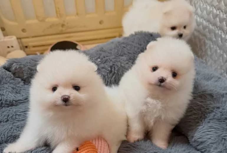 Pomeriaan — Zwergspitz-Welpen (Pomeranian) abzugeben