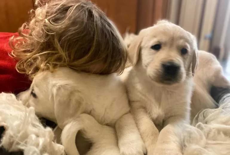 Golden Retriever — Golden Retriever-puppy's