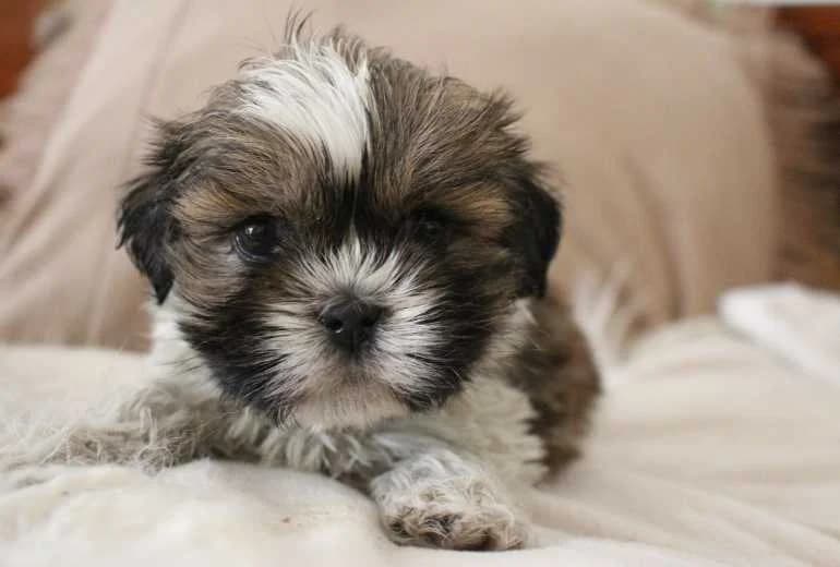 Australian Shepherd — Shih Tzu-puppy's nu beschikbaar