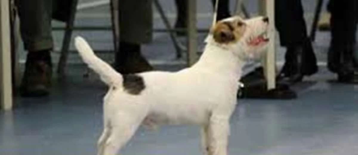 Van Berkeloord Jack Russell Terriers logo