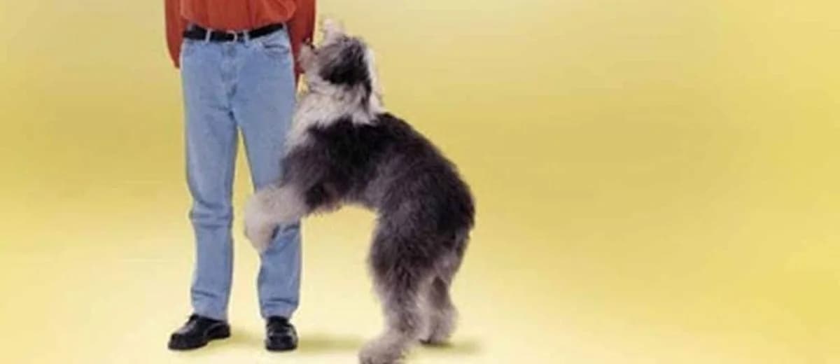 Hond rijdt tegen benen of op andere honden