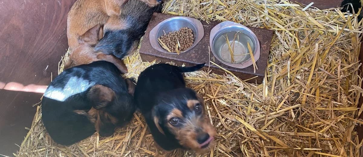 Dwangsommen tegen Bert’s Animal Verhuur terecht opgelegd