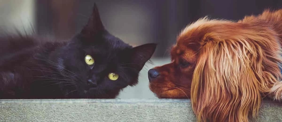 Enorme groei dodelijke experimenten op honden in Nederland
