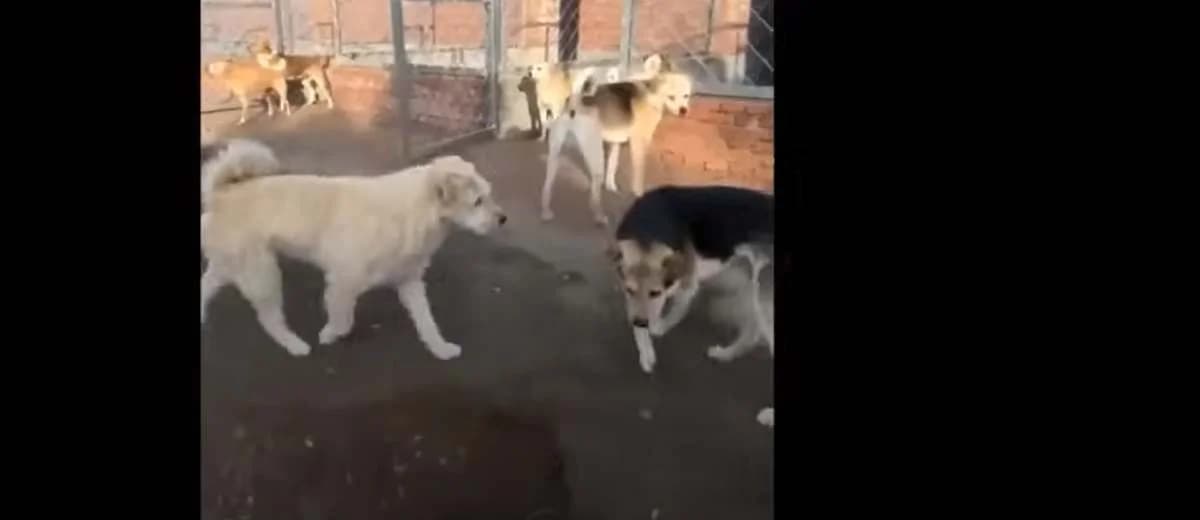 Hoe een roedelleider orde en rust bewaart (video)