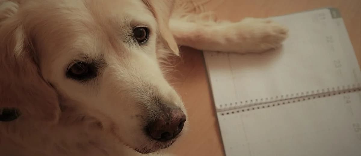 Nieuwe regelgeving chip, paspoort en registratie hond en kat