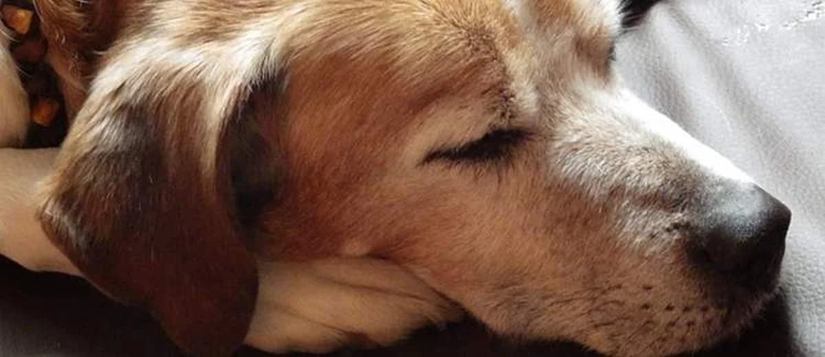 Pas op met medicijn tegen vuurwerkangst bij honden