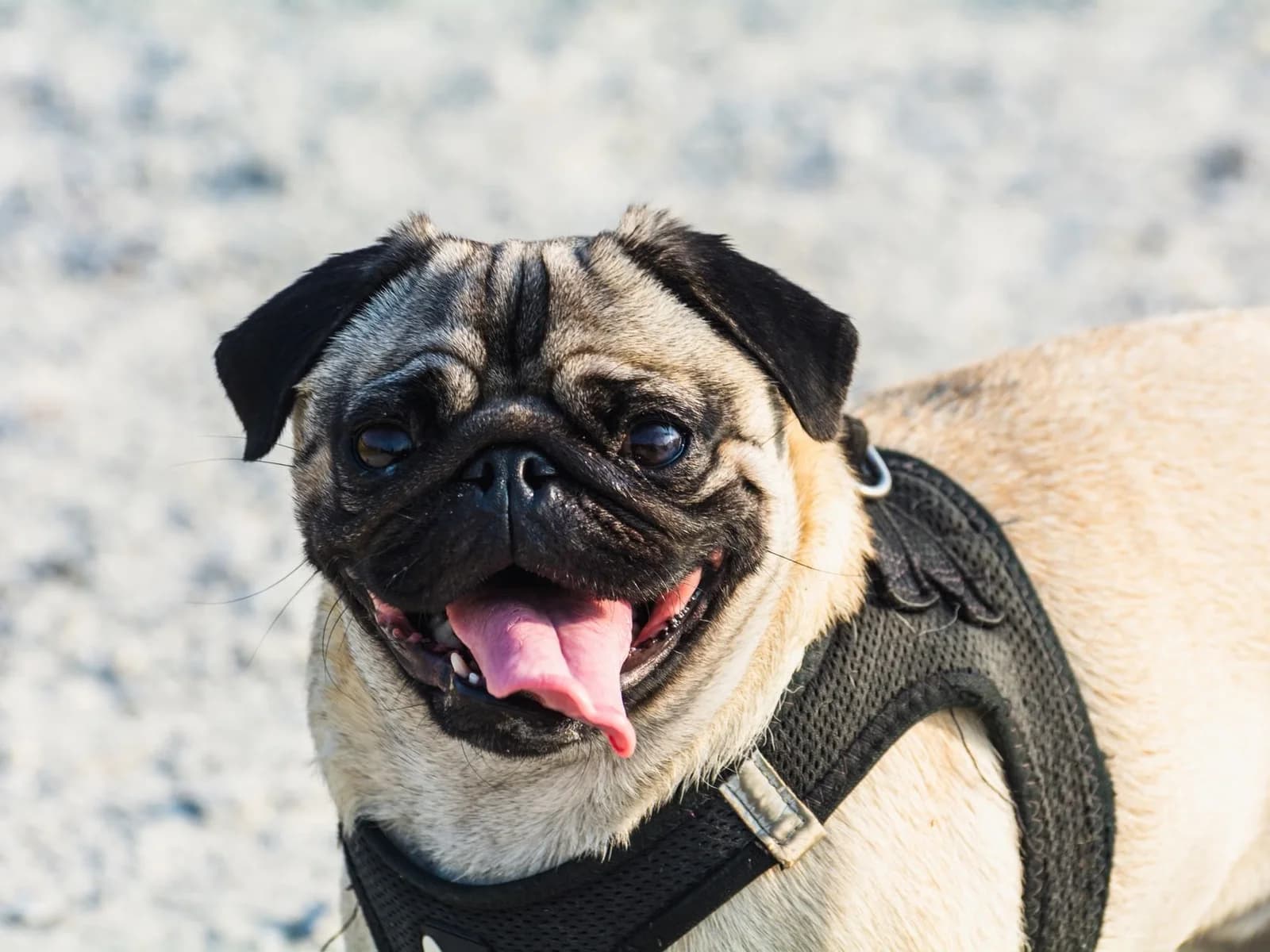 Schadelijke uiterlijke kenmerken bij honden: wat zegt BuRO?