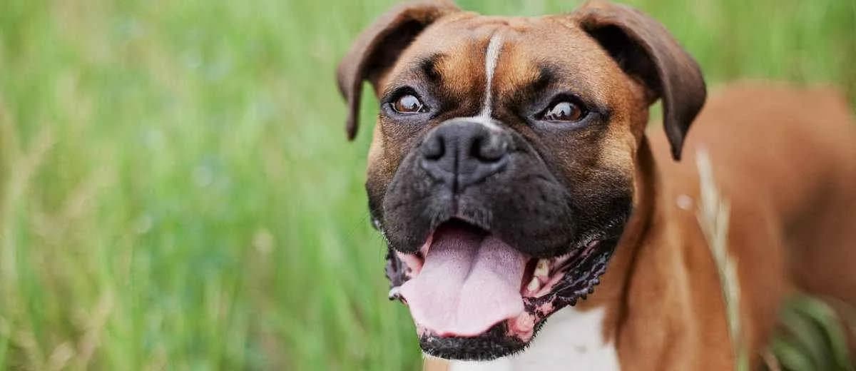 Valse feiten over honden waarvan je dacht dat ze waar waren