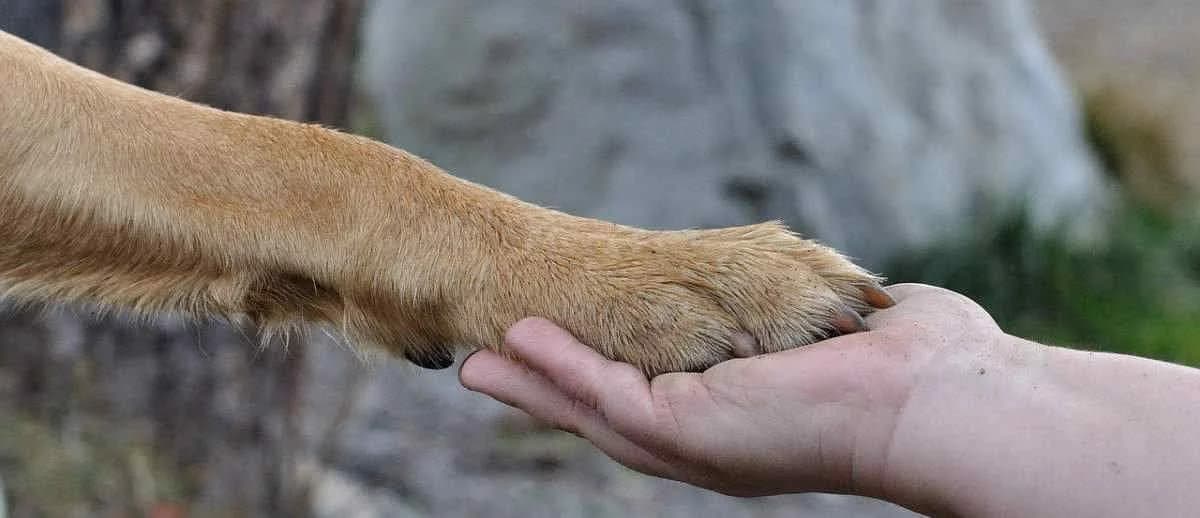 Waarom je hond voelt als kind én beste vriend