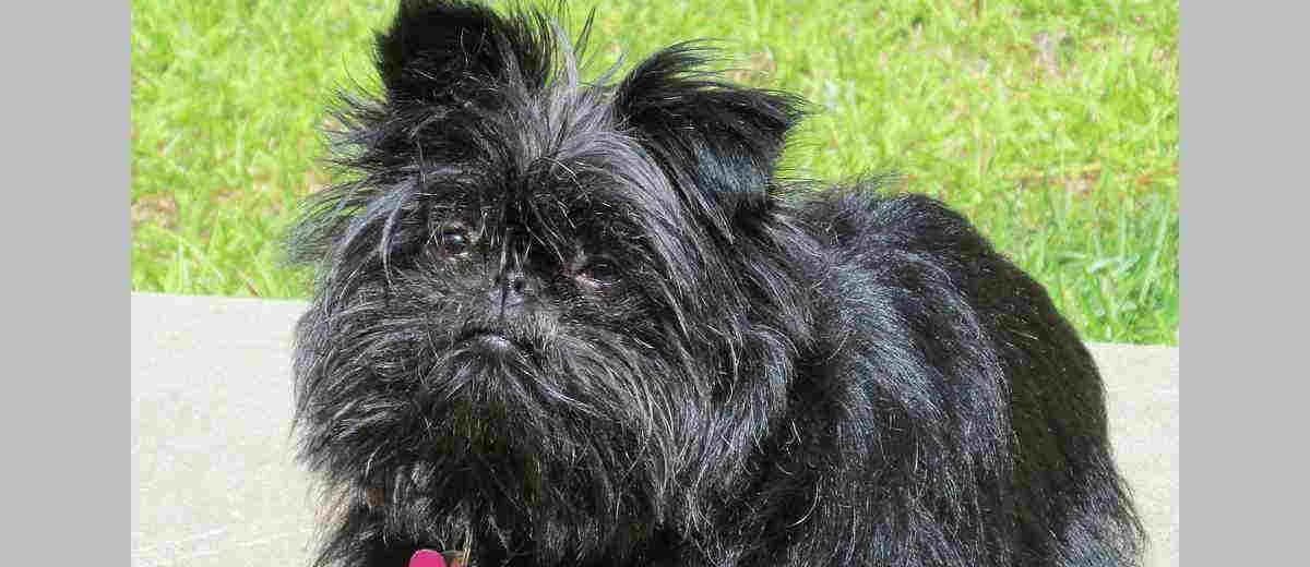 Foto van de Affenpinscher