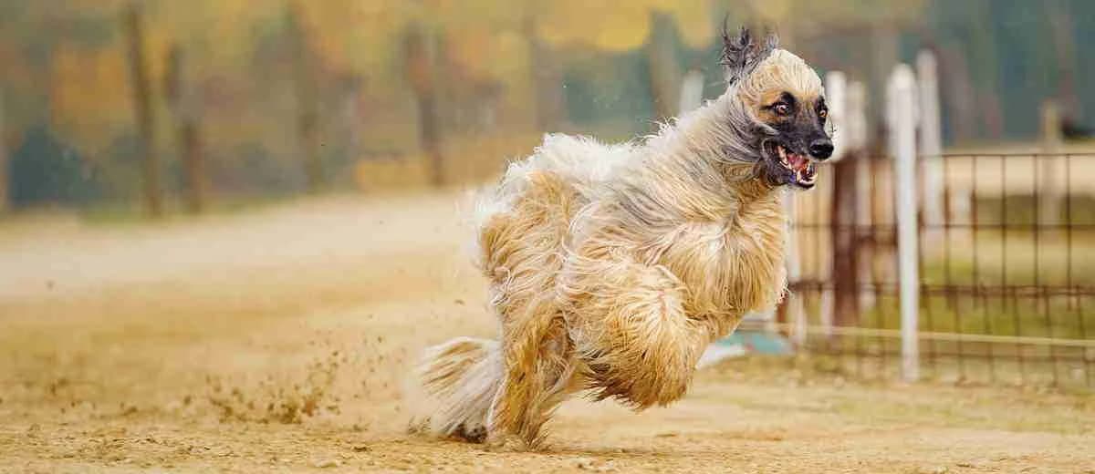 Foto van de Afghaanse windhond