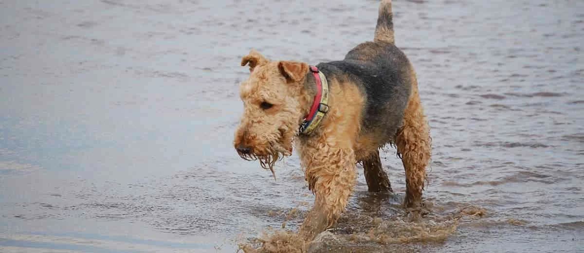 Foto van de Airedale Terriër