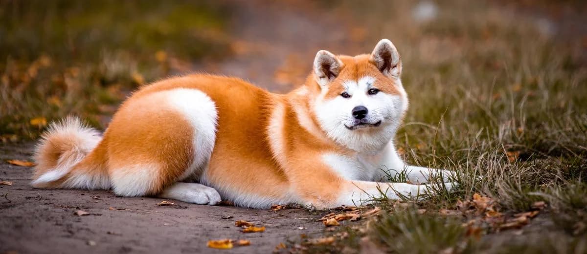 Foto van de Akita