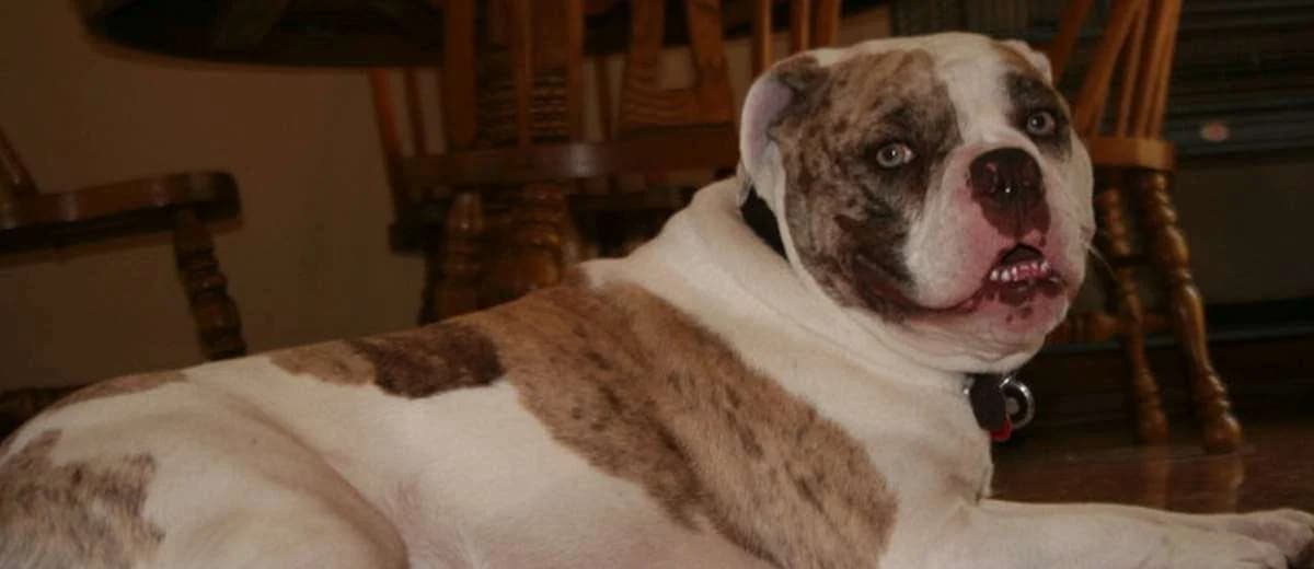Foto van de Alapaha Blue Blood Bulldog