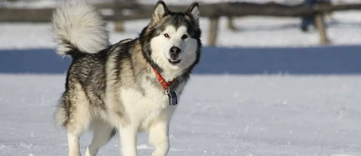 Foto van de Alaskan Malamute