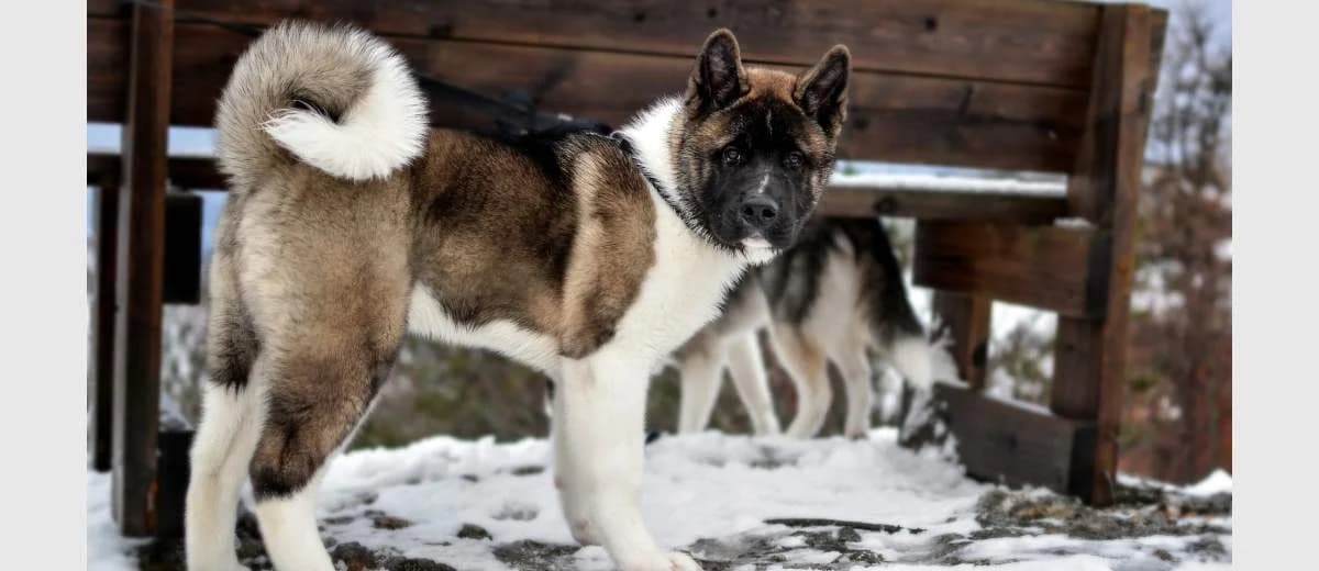 Foto van de Amerikaanse Akita