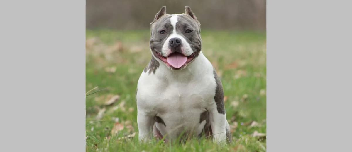 Foto van de Amerikaanse Bully