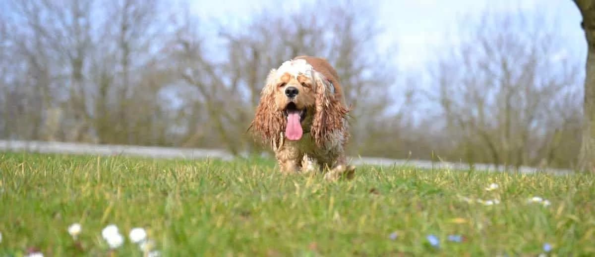Foto van de Amerikaanse Cocker Spaniel
