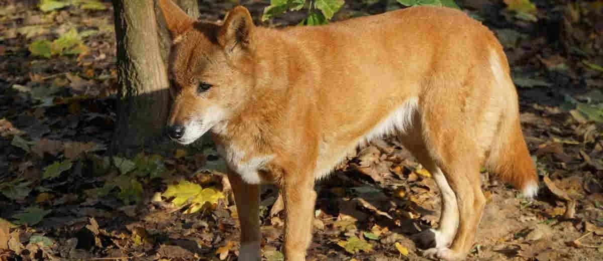 Foto van de Amerikaanse Dingo