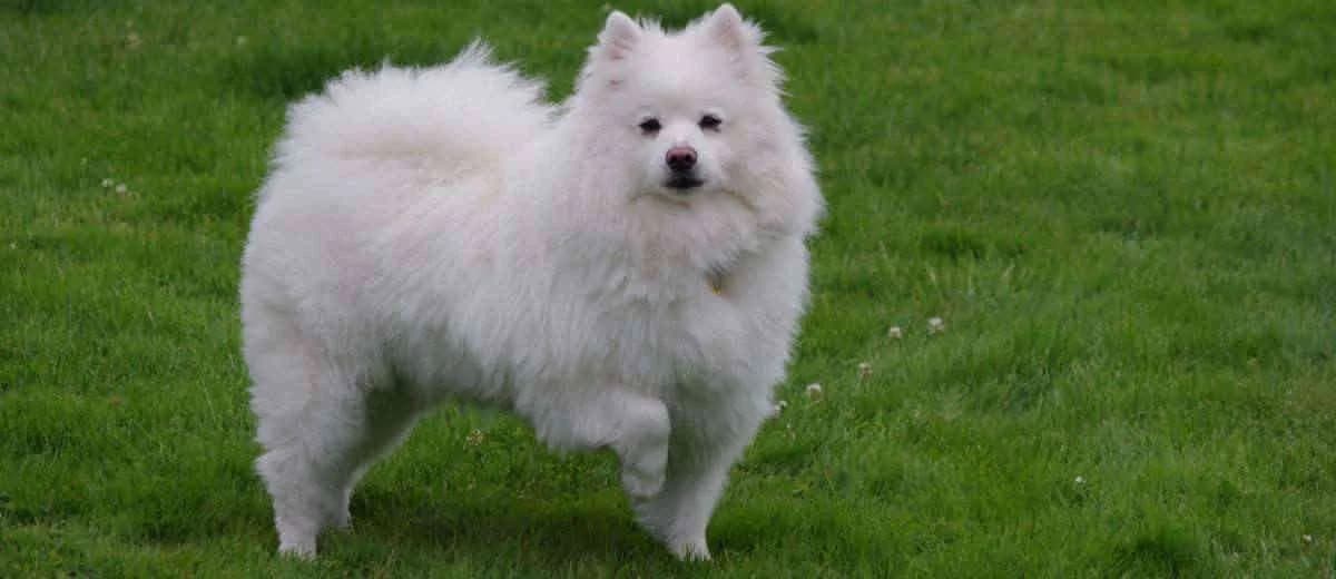 Foto van de Amerikaanse Eskimo Dog