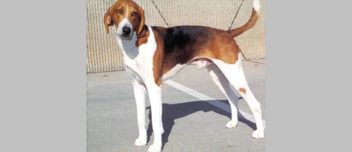 Foto van de Amerikaanse Foxhound