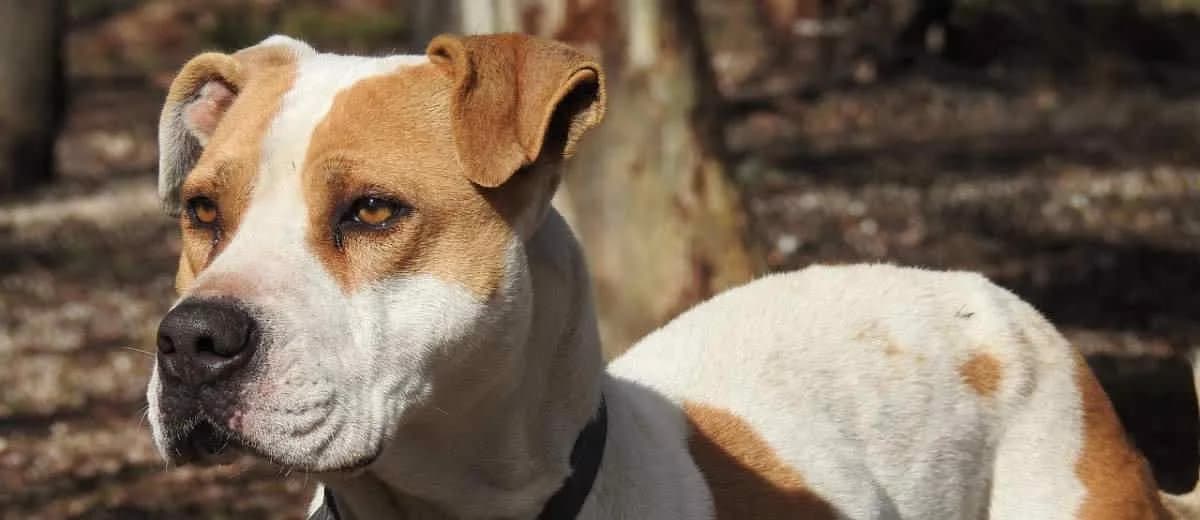 Foto van de Amerikaanse Pitbull Terriër