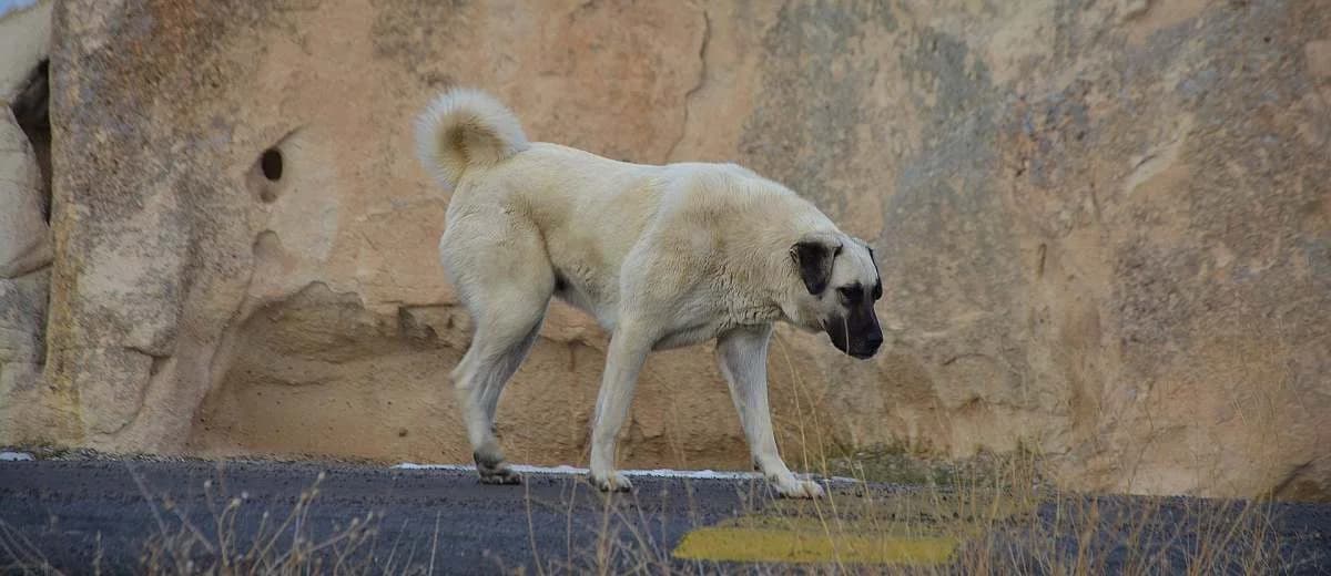 Foto van de Anatolische herder (Kangal)