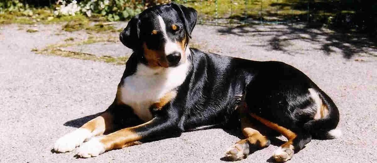 Foto van de Appenzeller Sennenhond
