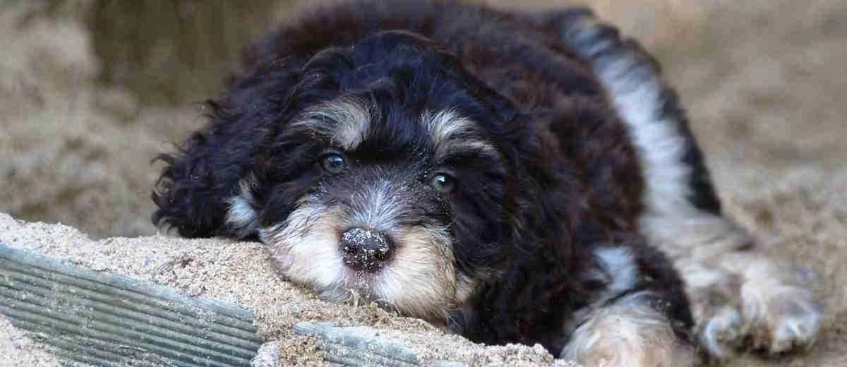 Foto van de Aussiedoodle
