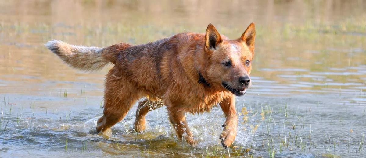 Foto van de Australian Cattle Dog