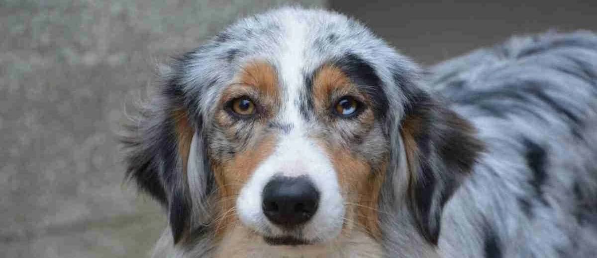Foto van de Australian Shepherd