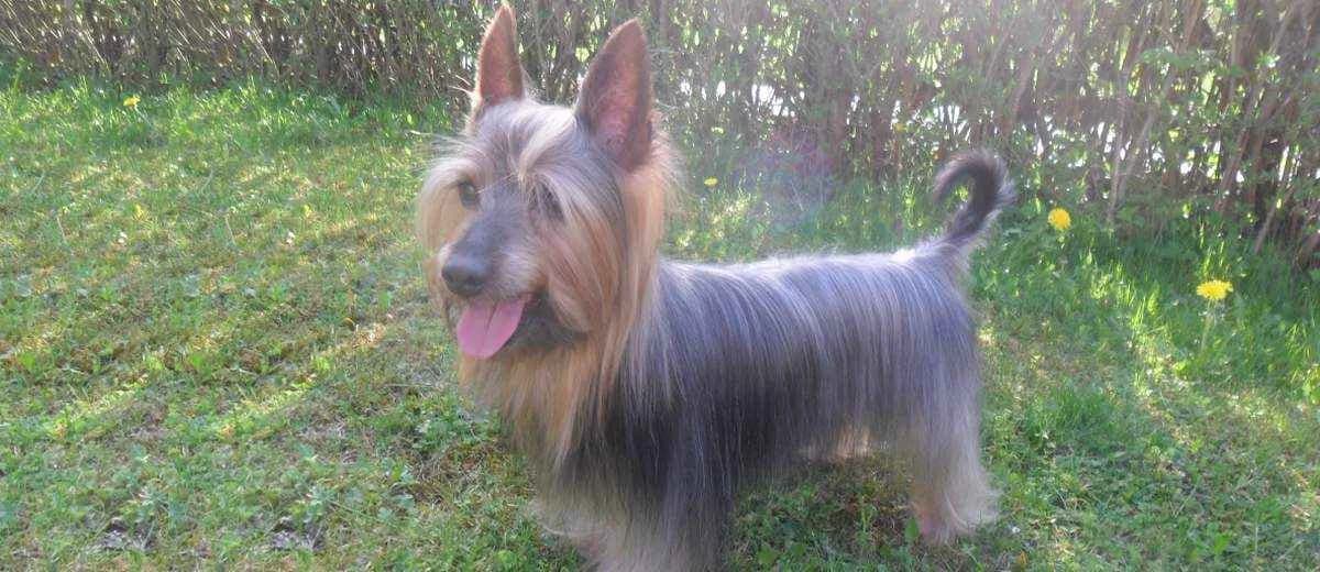 Foto van de Australian Silky Terriër