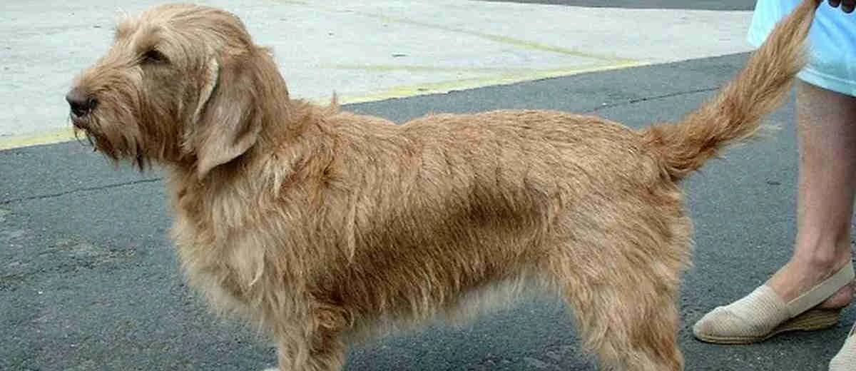 Foto van de Basset Fauve de Bretagne