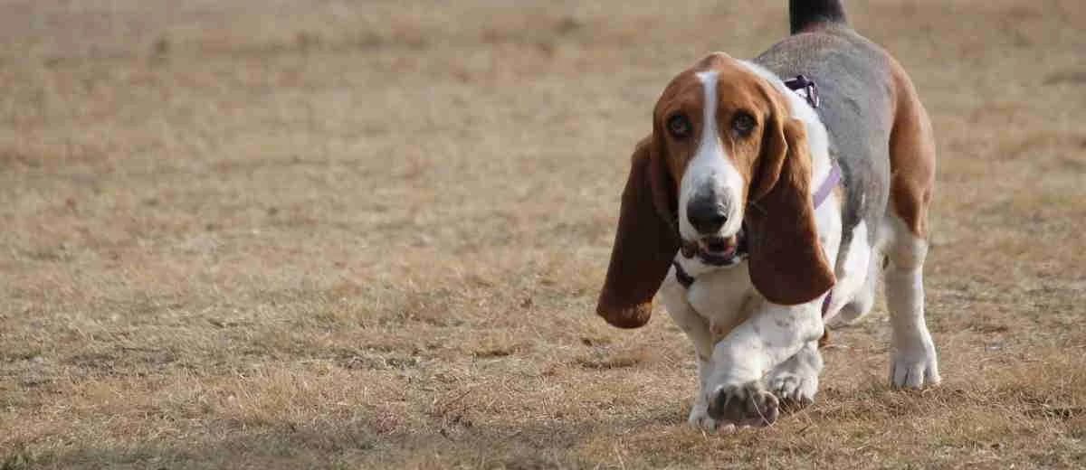Foto van de Basset Hound