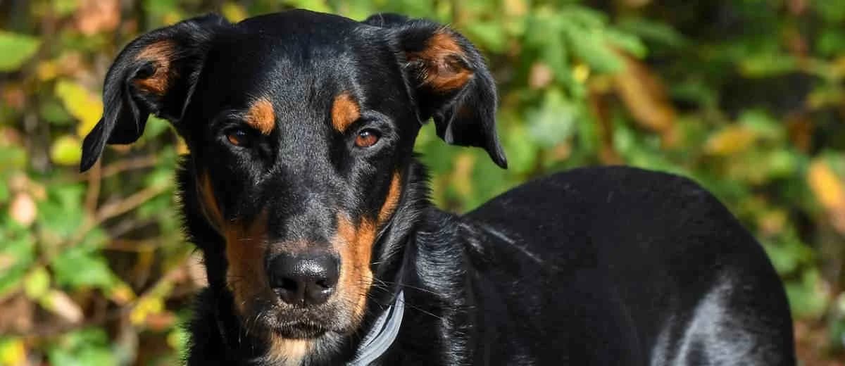 Foto van de Beauceron