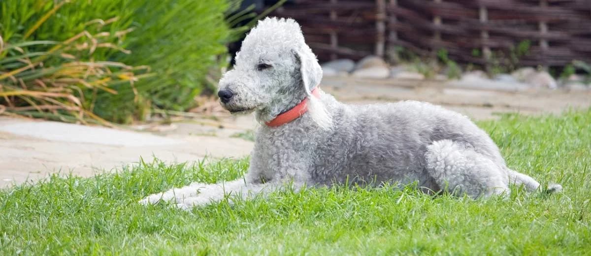 Foto van de Bedlington Terriër