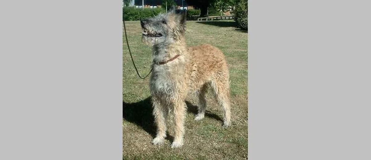 Foto van de Belgische Herdershond Laekense