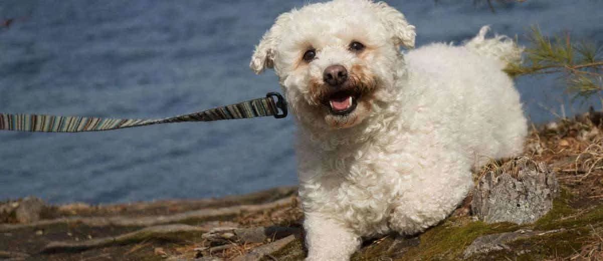 Foto van de Bichon Frise