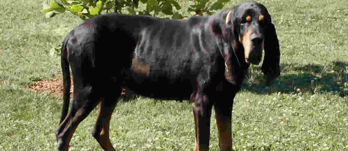 Foto van de Black and Tan Coonhound