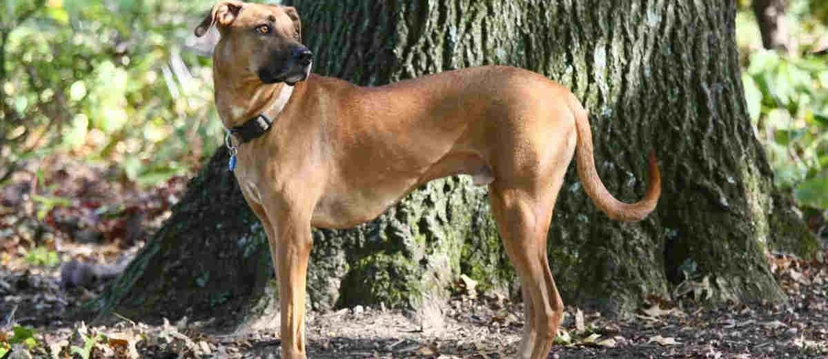 Foto van de Black Mouth Cur