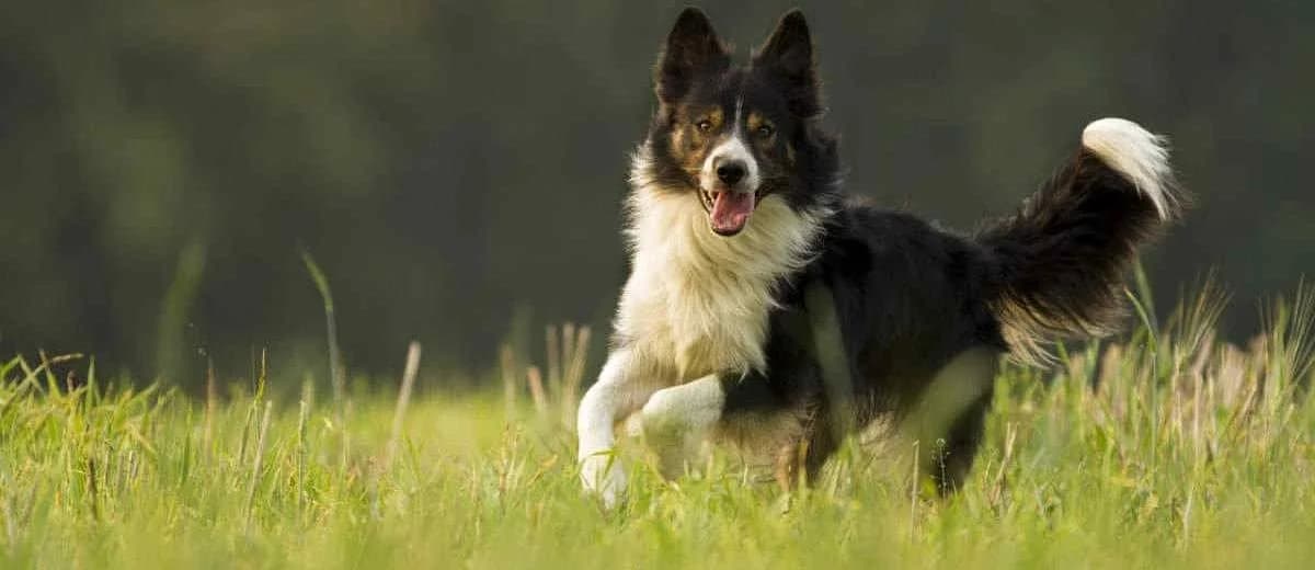 Foto van de Border Collie