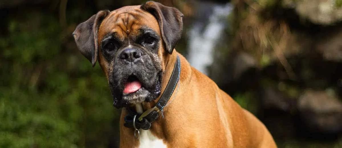 Foto van de Boxer