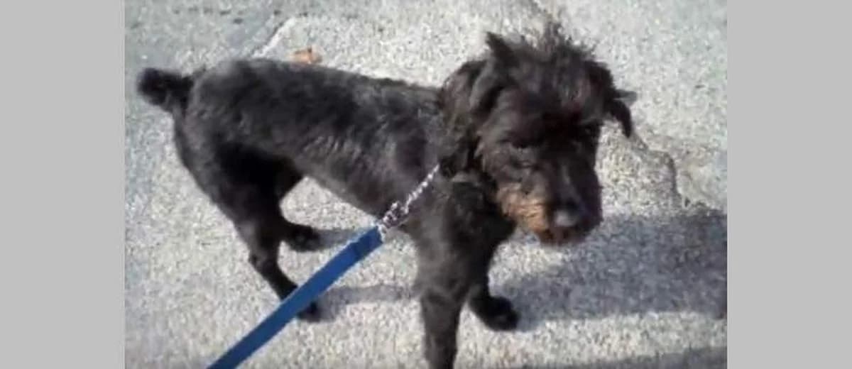 Foto van de Boxerdoodle