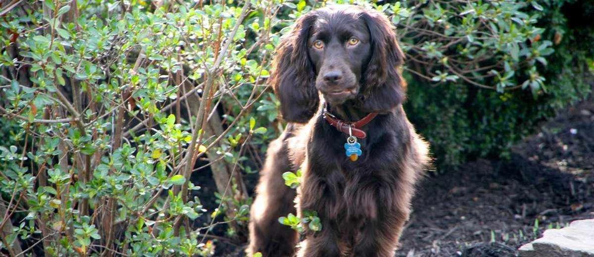 Foto van de Boykin Spaniel