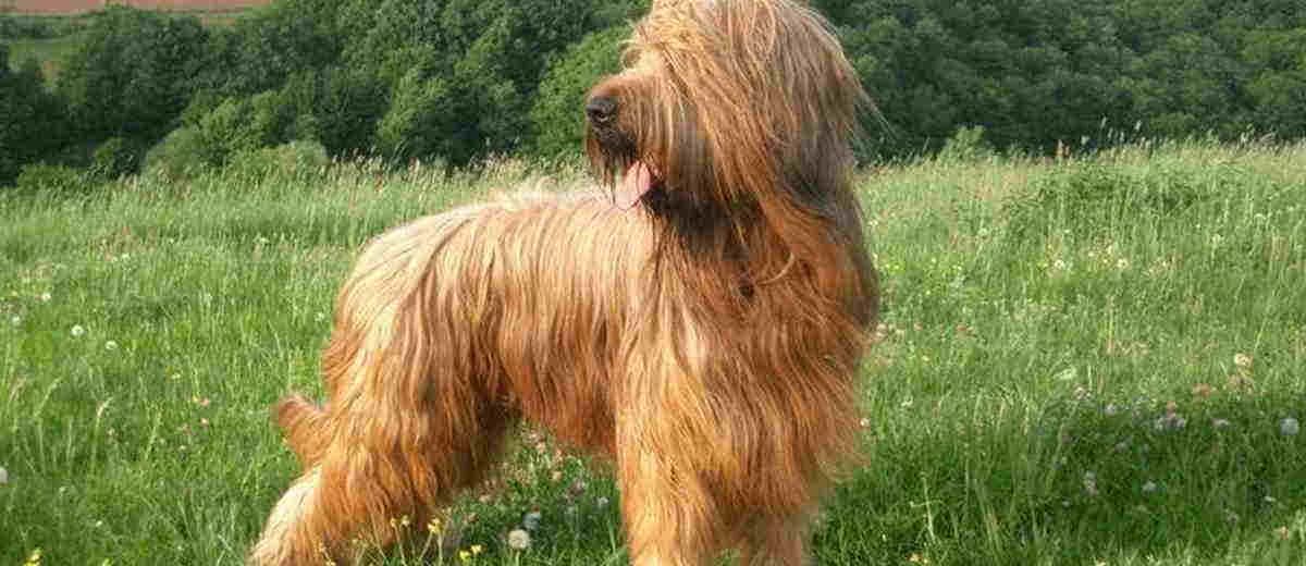 Foto van de Briard