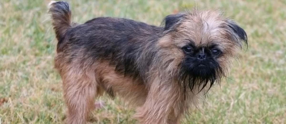Foto van de Brusselse Griffon